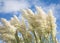 Pampas grass