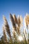 Pampas grass