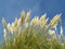 Pampas Grass