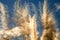 Pampas grass against the blue sky