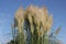 Pampas grass against blue sky. American kind of forb, suitable for perennial garden.