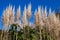 Pampas grass against the blue sky in autumn.