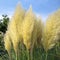 Pampas grass against blue sky and clouds