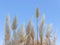 Pampas grass against blue sky. Fluffy panicles of Cortaderia selloana. Plant from the cereal family