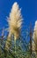 Pampas grass against blue sky..Fluffy panicles of Cortaderia selloana. Plant from the cereal family