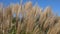 Pampas grass against the sky. Ornamental grass during autumn in close-up view