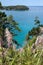 Pampas grass along the Coromandel coastline