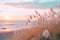 pampas grass on the beach at sunset