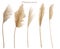 Pampas grass beige illustration, wedding design elements