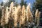 Pampas grass being blown by the wind