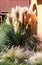 Pampas grass blooms