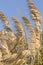 Pampas grass blowing in the wind and sunlight, golden and silver