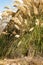 Pampas grass blowing in the wind and sunlight, golden and silver