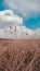 Pampas grass in blue sky with clouds. Abstract natural minimal background of Cortaderia selloana fluffy plants moving in a wind