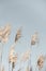 Pampas Grass Blue Sky. Creative, minimal, bright and airy styled concept