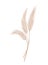 Pampas grass branch. Dry feathery head plume, used in flower arrangements, ornamental displays, interior decoration