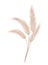 Pampas grass branch. Dry feathery head plume, used in flower arrangements, ornamental displays, interior decoration