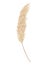 Pampas grass branch. Dry feathery head plume, used in flower arrangements, ornamental displays, interior decoration