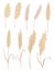 Pampas grass branches collection. Dry feathery head plumes, used in flower arrangements, ornamental displays, interior