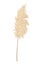 Pampas grass branches. Dry feathery head plumes, used in flower arrangements, ornamental displays, interior decoration