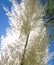 Pampas Grass Cortaderia Brilliant Complexity