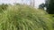 Pampas grass cortaderia close-up, full screen. Long, narrow, dense green leaves.