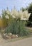 Pampas grass, Cortaderia, selloana