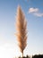 Pampas grass (Cortaderia selloana),