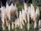 Pampas grass - Cortaderia selloana