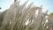 Pampas Grass or Cortaderia Selloana blowing in the wind