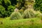 Pampas Grass or Cortaderia selloana or Cortaderia Cello or Cortaderia dioecious in natural decoration city park