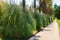 Pampas Grass or Cortaderia selloana or Cortaderia Cello or Cortaderia dioecious next to the walking path in the park