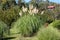 Pampas grass or Cortaderia selloana flowering plant growing like large bush planted in home orchard surrounded with other plants