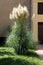 Pampas grass or Cortaderia selloana flowering plant tall narrow grass with long and slender green leaves growing in front yard