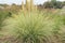 Pampas grass Cortaderia selloana Golden Goblin with creme white plumes