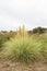 Pampas grass Cortaderia selloana Golden Goblin with plumes