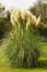 Pampas grass cortaderia selloana growing in a garden