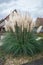 Pampas grass or Cortaderia selloana with large decorative white plumes