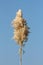 Pampas grass or Cortaderia selloana perennial flowering plant tall grass with cluster of flowers in a dense white panicle tall