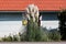 Pampas grass or Cortaderia selloana plant growing like large bush with long leaves in front of family house surrounded with