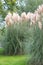 Pampas grass Cortaderia selloana Rosea flowering plants