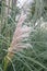 Pampas grass Cortaderia selloana Rosea opening plume