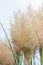 Pampas grass Cortaderia selloana Rosea plumes in close-up