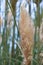 Pampas grass Cortaderia selloana Rosea rose plume