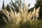 Pampas Grass Cortaderia selloana in wild nature photo
