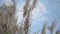 Pampas grass detail under a blue sky