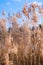 Pampas grass. Dry beige reed. Abstract natural background. Pastel neutral colors. Earth tones. Beautiful nature trend