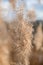 Pampas grass. Dry beige reed. Abstract natural background. Pastel neutral colors. Earth tones. Beautiful nature trend