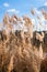 Pampas grass. Dry beige reed. Abstract natural background. Pastel neutral colors. Earth tones. Beautiful nature trend decor