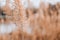 Pampas grass. Dry beige reed. Abstract natural background. Pastel neutral colors. Earth tones. Beautiful nature trend decor